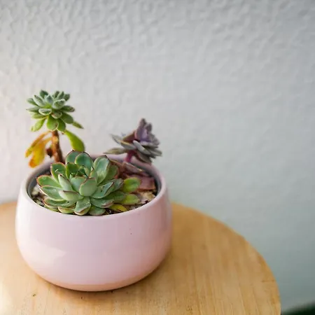 شقة Cantinho Do Mar بورتيماو